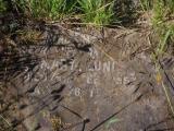 image of grave number 954032